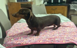 Dachshund dogs for sale: 4 year old female Dachshund - Image 2