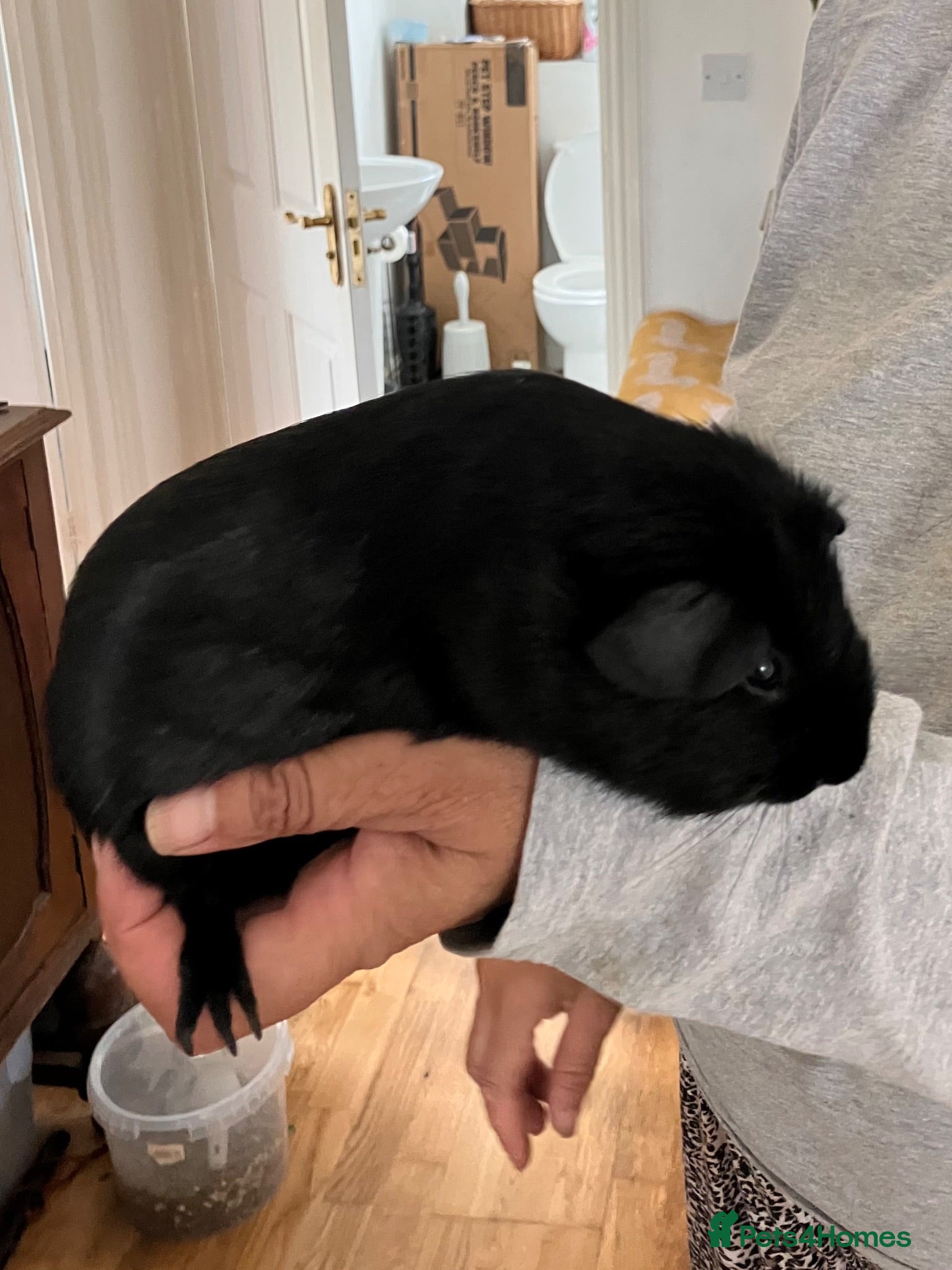 Guinea Pig rodents Young guinea pig boars for sale -bonded - Advert 2