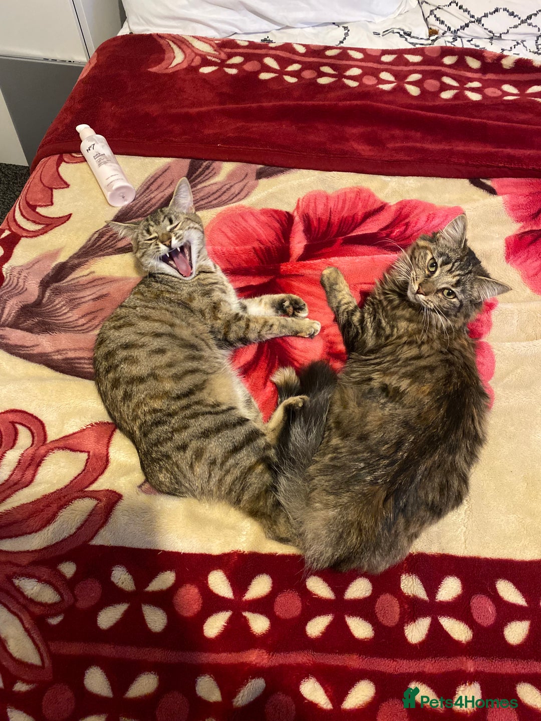 Mixed Breed cats for sale: Two Female Kittens Looking For a Forever Home  - Advert 4