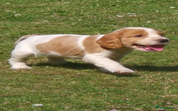 Cocker Spaniel dogs for sale: COCKER SPANIEL PUPPIES READY NOW - Image 1