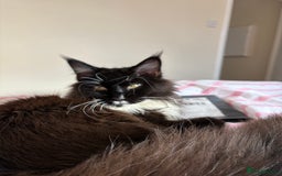 Maine Coon cats for sale: Bullet  - Image 5