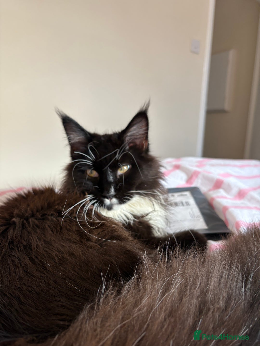 Maine Coon cats for sale: Bullet  - Image 5