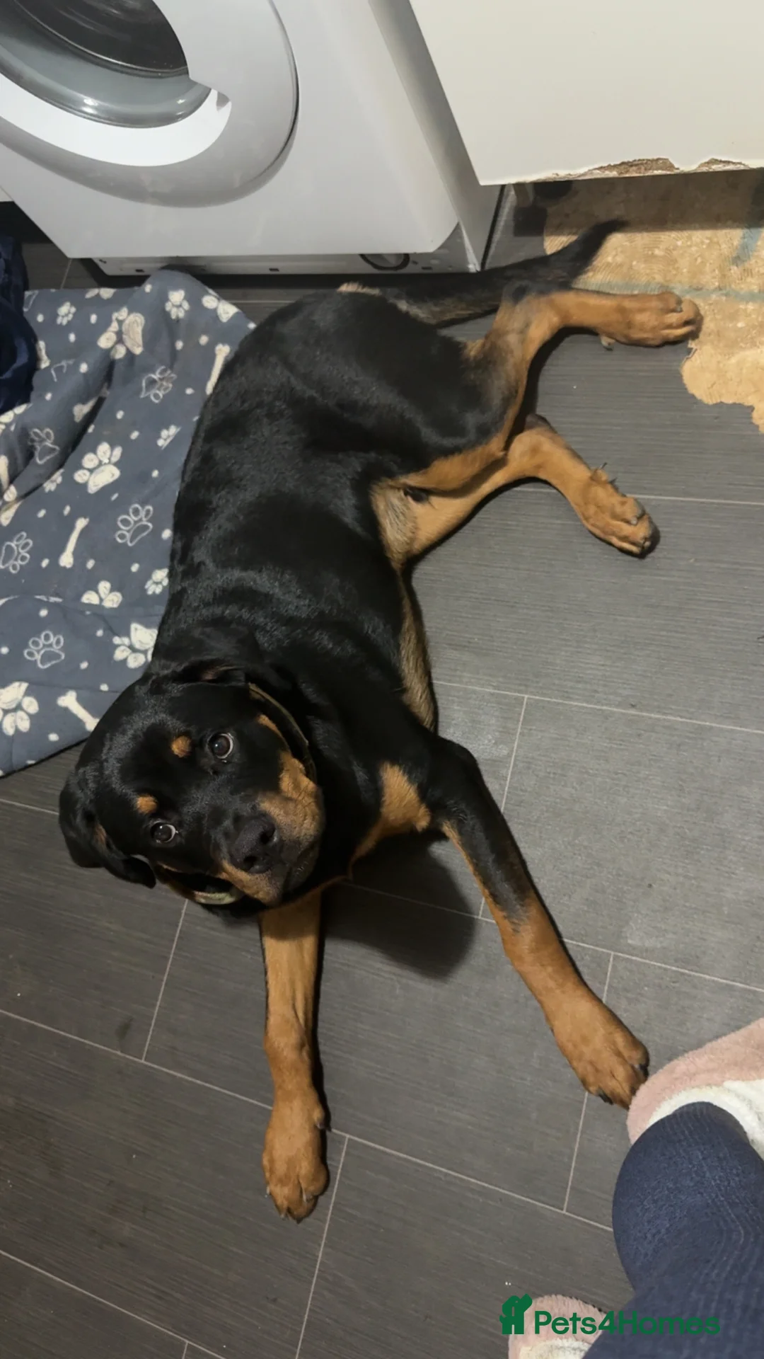 Rottweiler dogs for sale: Tank the Rottweiler  - Advert 4
