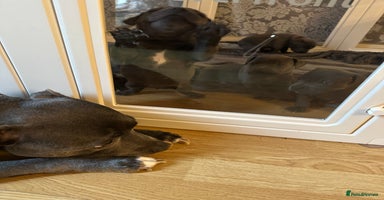 Staffordshire Bull Terrier dogs Kc Registered Blue staff Puppies For Sale London - Advert 14