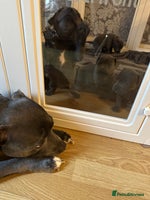 Staffordshire Bull Terrier dogs Kc Registered Blue staff Puppies For Sale London - Advert 4