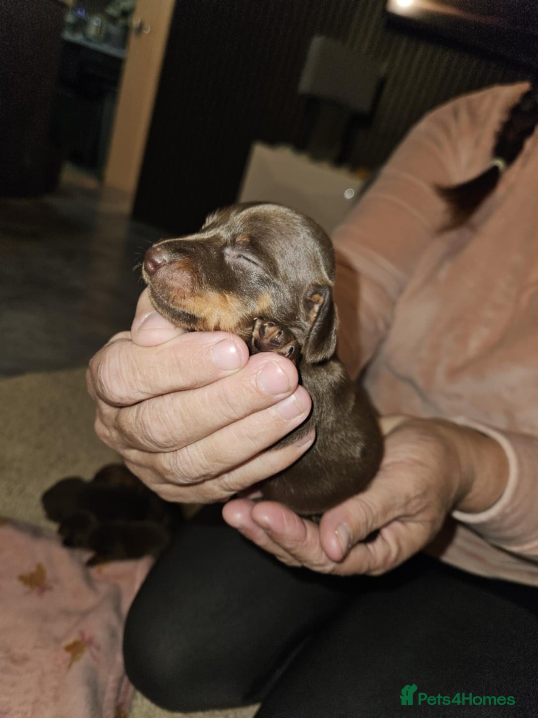 Miniature Dachshund dogs for sale: Miniature dachshunds - Image 9