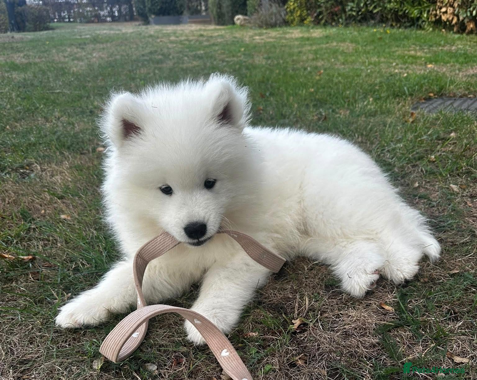 Samoyed dogs Kc reg. Pups ready to go :) - Advert 2