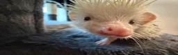 Pygmy Hedgehog rodents for sale: Weezy the Pygmy Hedgehog looking for a new home - Advert 4