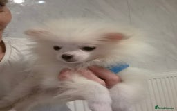 Pomeranian dogs for sale: 💝💝High-quality Korea/Russia Beautiful boys💝💝 - Image 15