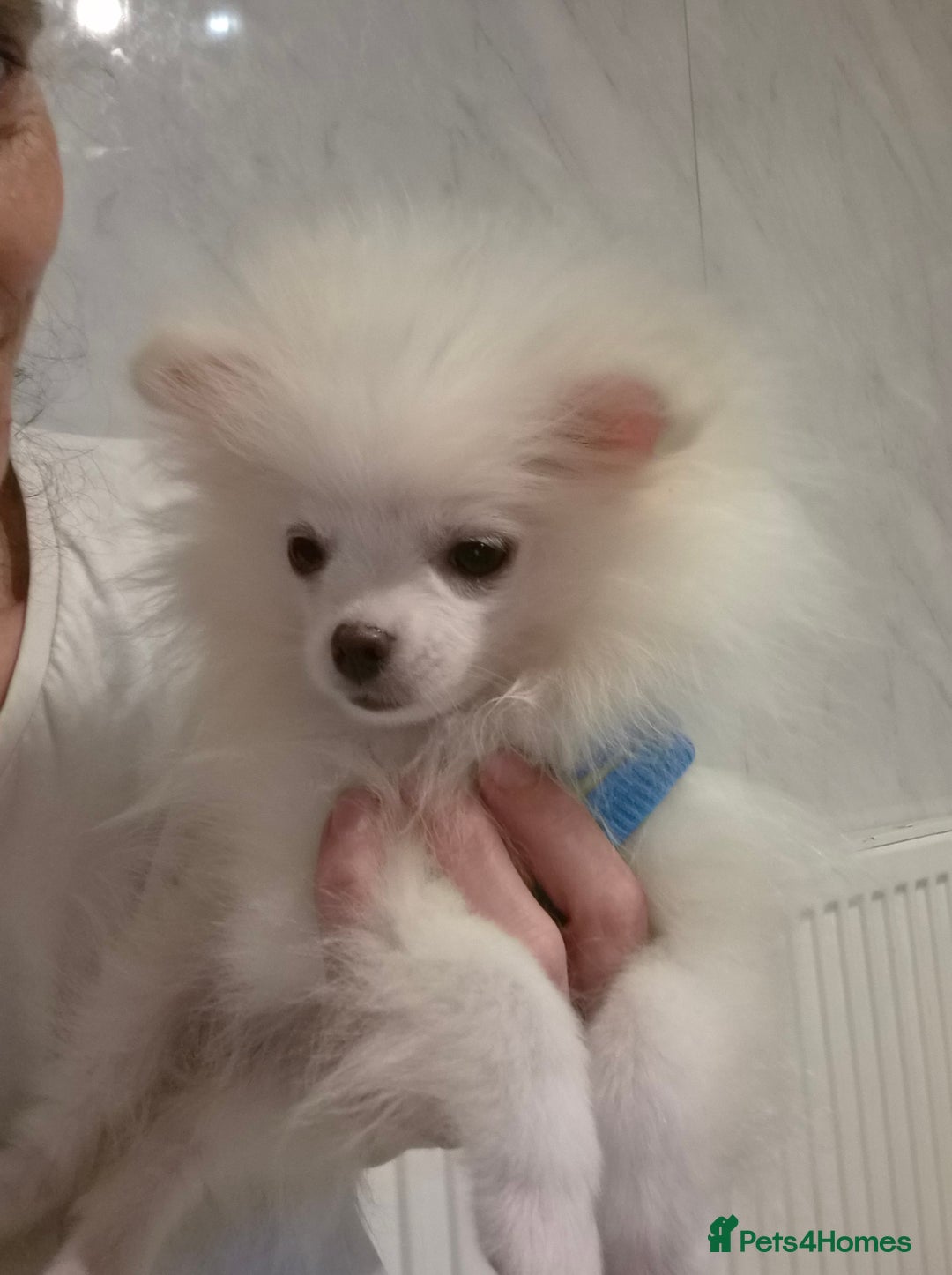 Pomeranian dogs for sale: 💝💝High-quality Korea/Russia Beautiful boys💝💝 - Image 15