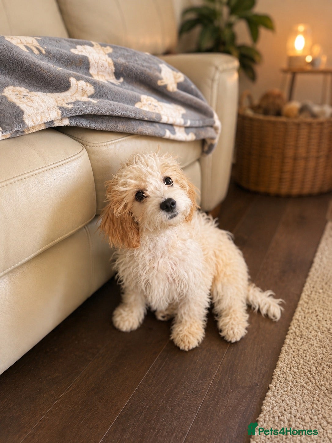 Cavachon dogs Last girl  re available fully vaccinated  - Advert 4