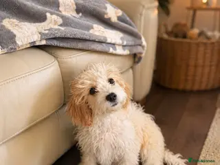 Cavachon dogs Last girl re available fully vaccinated - Advert 2