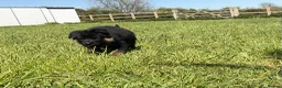 German Shepherd dogs for sale: Quality Litter of GSD (All has now been reserved) - Advert 11