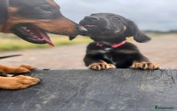 Mixed Breed dogs for sale: Big ears!! cocker spaniel x German shepherd puppys - Image 3