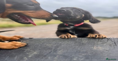 Mixed Breed dogs - Advert 11