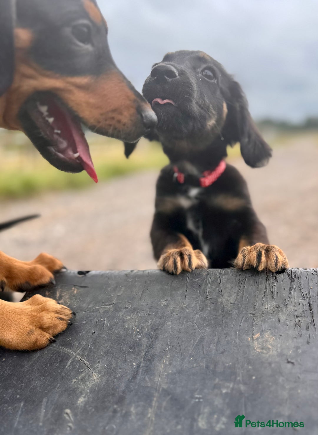 Mixed Breed dogs for sale: Big ears!! cocker spaniel x German shepherd puppys - Image 3