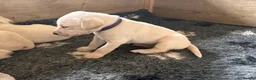 Labrador Retriever dogs for sale: Superb KC reg Labrador puppies from working line - Advert 7