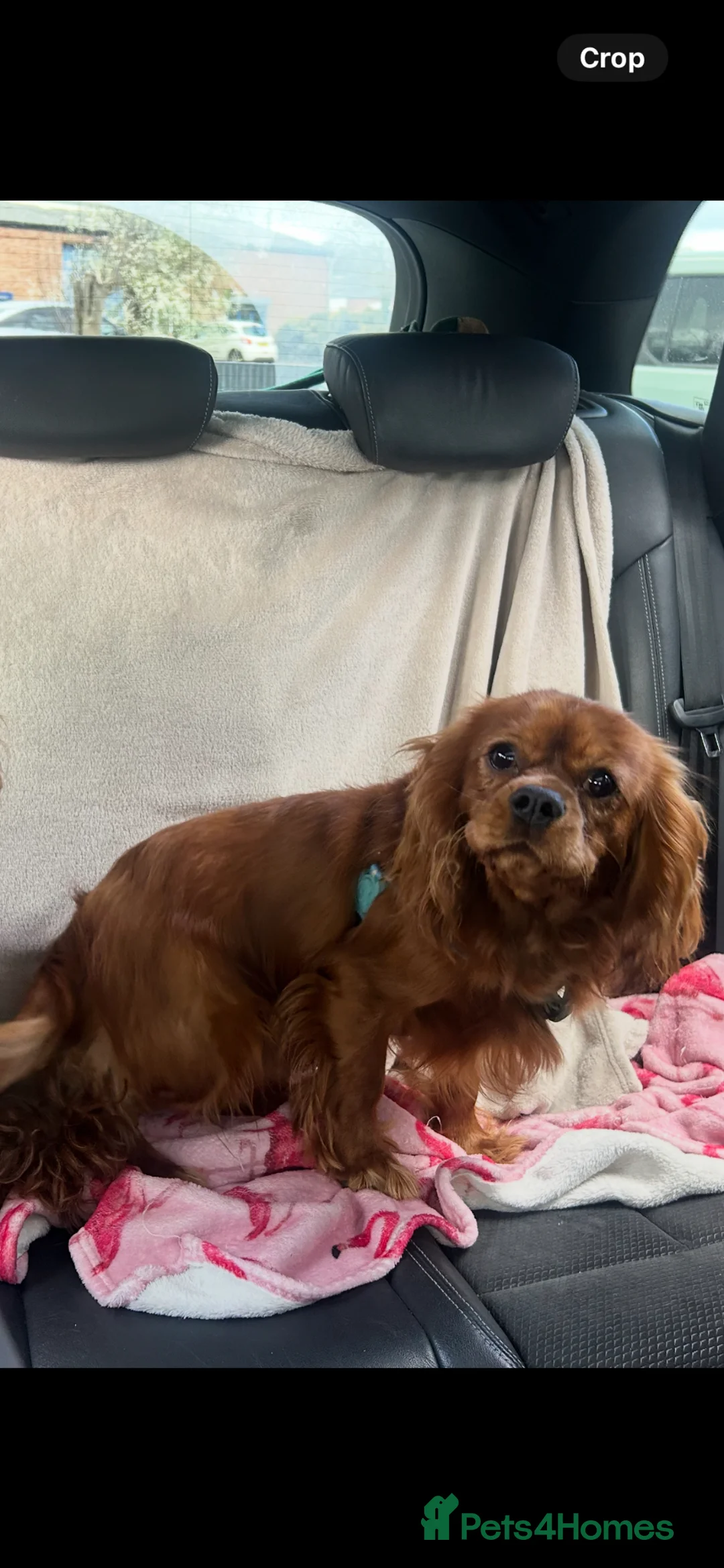 Cavalier King Charles Spaniel dogs for sale: KC Ruby Cavalier King Charles  - Advert 3