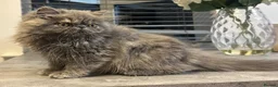 Persian cats for sale: Beautiful Persian Girl  - Advert 11