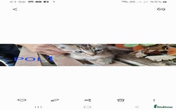 Mixed Breed cats for sale: Beautiful farm kittens  - Image 6