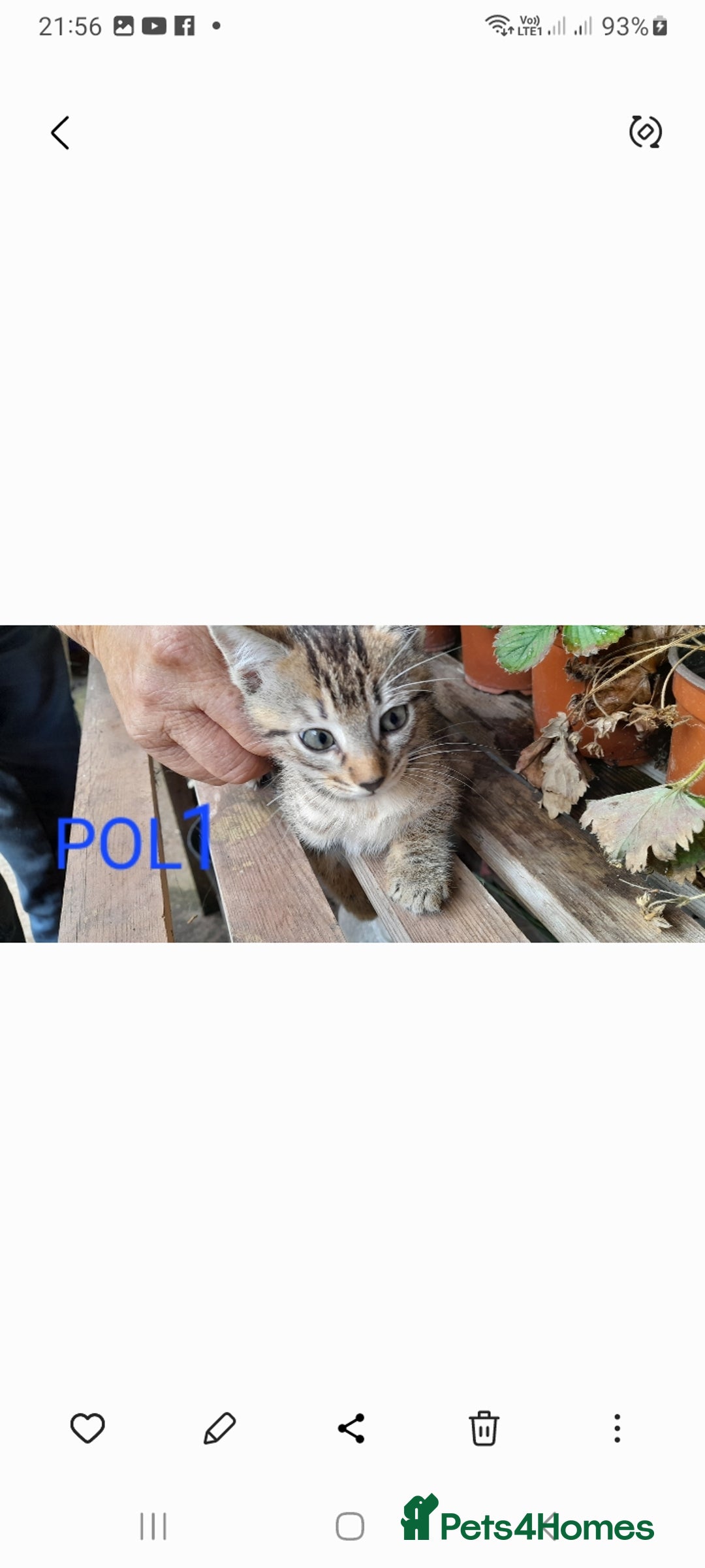 Mixed Breed cats for sale: Beautiful farm kittens  - Image 6