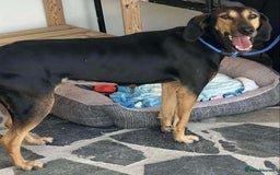 Mixed Breed dogs for adoption: Cinnamon needs a loving home  - Image 11