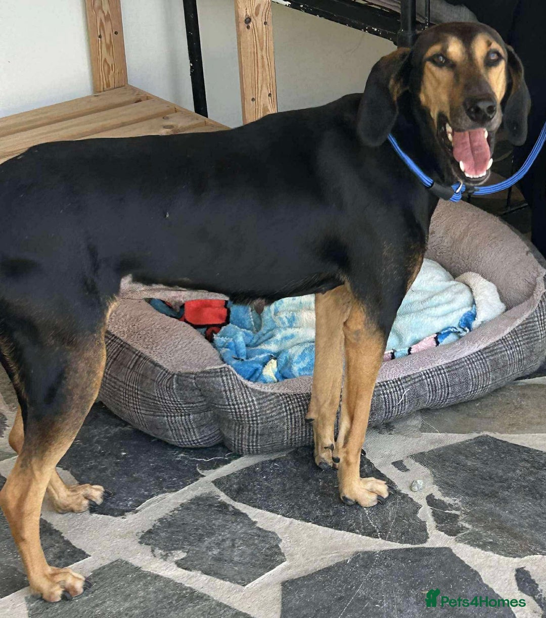 Mixed Breed dogs for adoption: Cinnamon needs a loving home  - Image 11