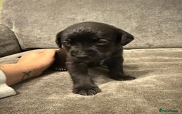 Mixed Breed dogs for sale: Mastador pup - Image 1