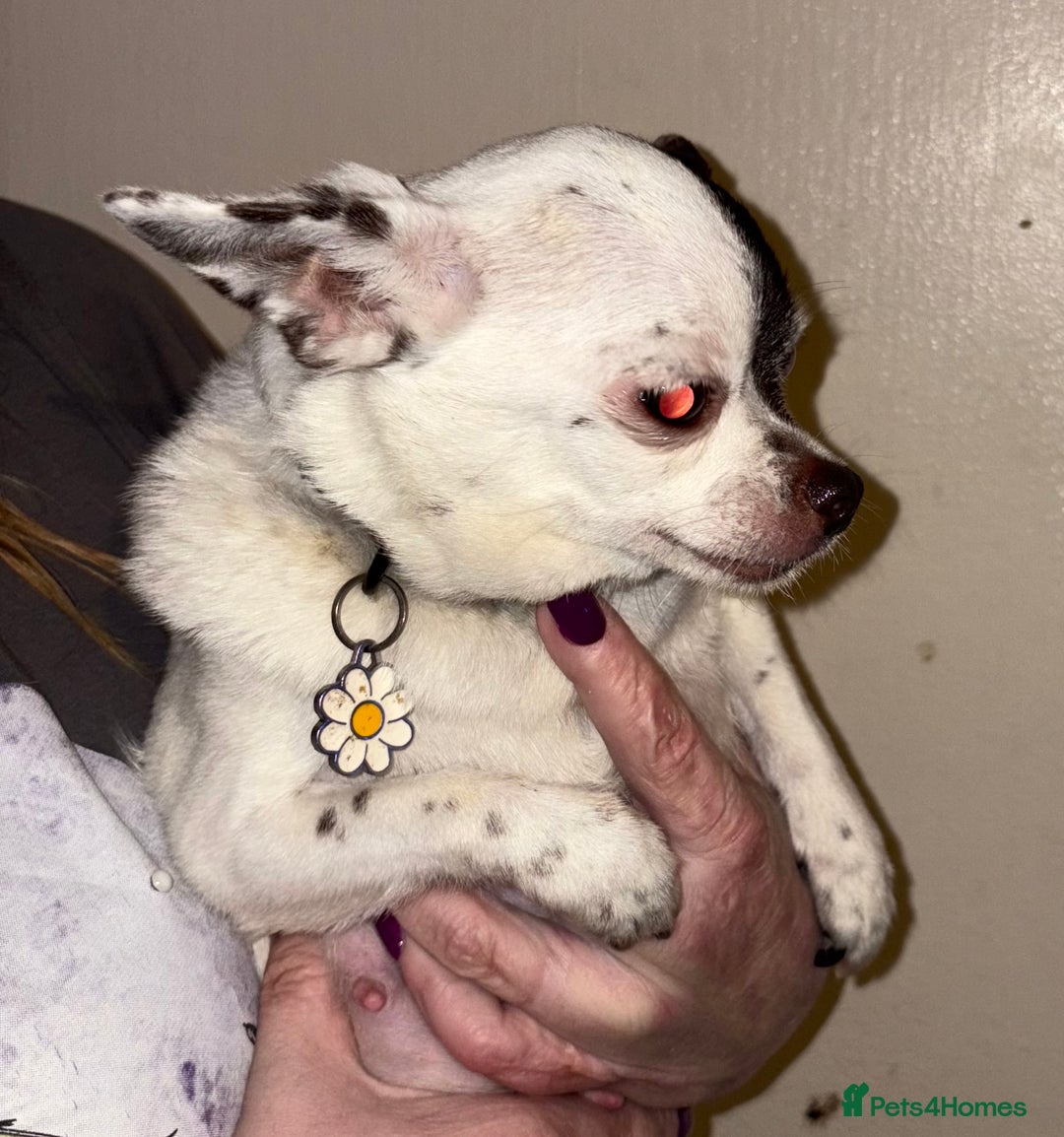 Chihuahua dogs for sale: Beautiful baby chihuahua pups - Image 13