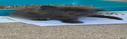 Mixed Breed cats for sale: 4 beautiful kittens  - Advert 8