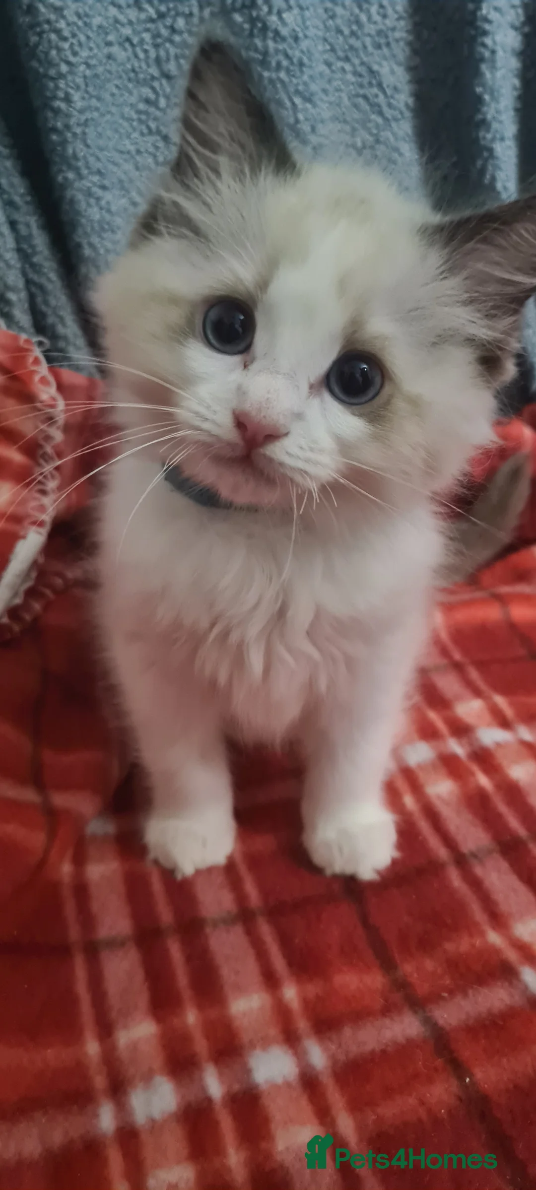 Ragdoll cats for sale: Ragdoll Boy Looking for Loving Home. - Advert 1