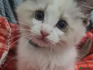 Ragdoll cats Ragdoll Boy Looking for Loving Home. - Advert 2
