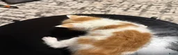 Mixed Breed cats for sale: Kao Mani Mix - Advert 8
