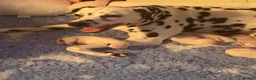 Dalmatian dogs for sale: Dalmatian puppies in Chatteris - Advert 2
