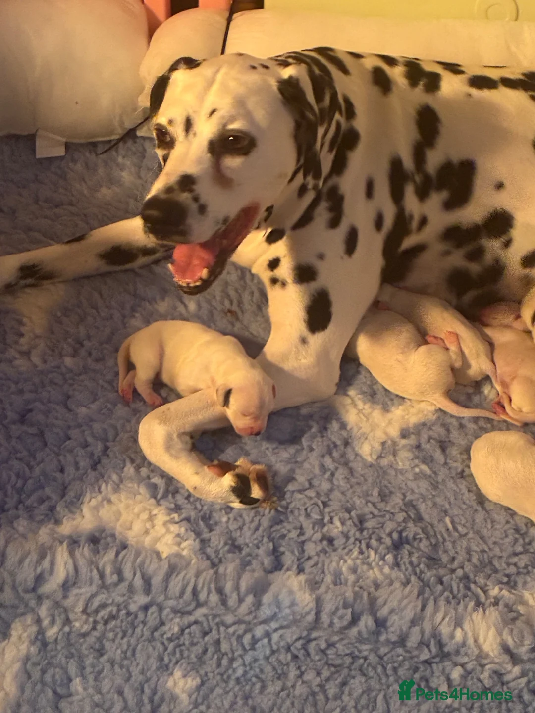 Dalmatian dogs for sale: Dalmatian puppies in Chatteris - Advert 2