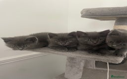British Shorthair cats for sale: BTS x Ragdoll - Image 2