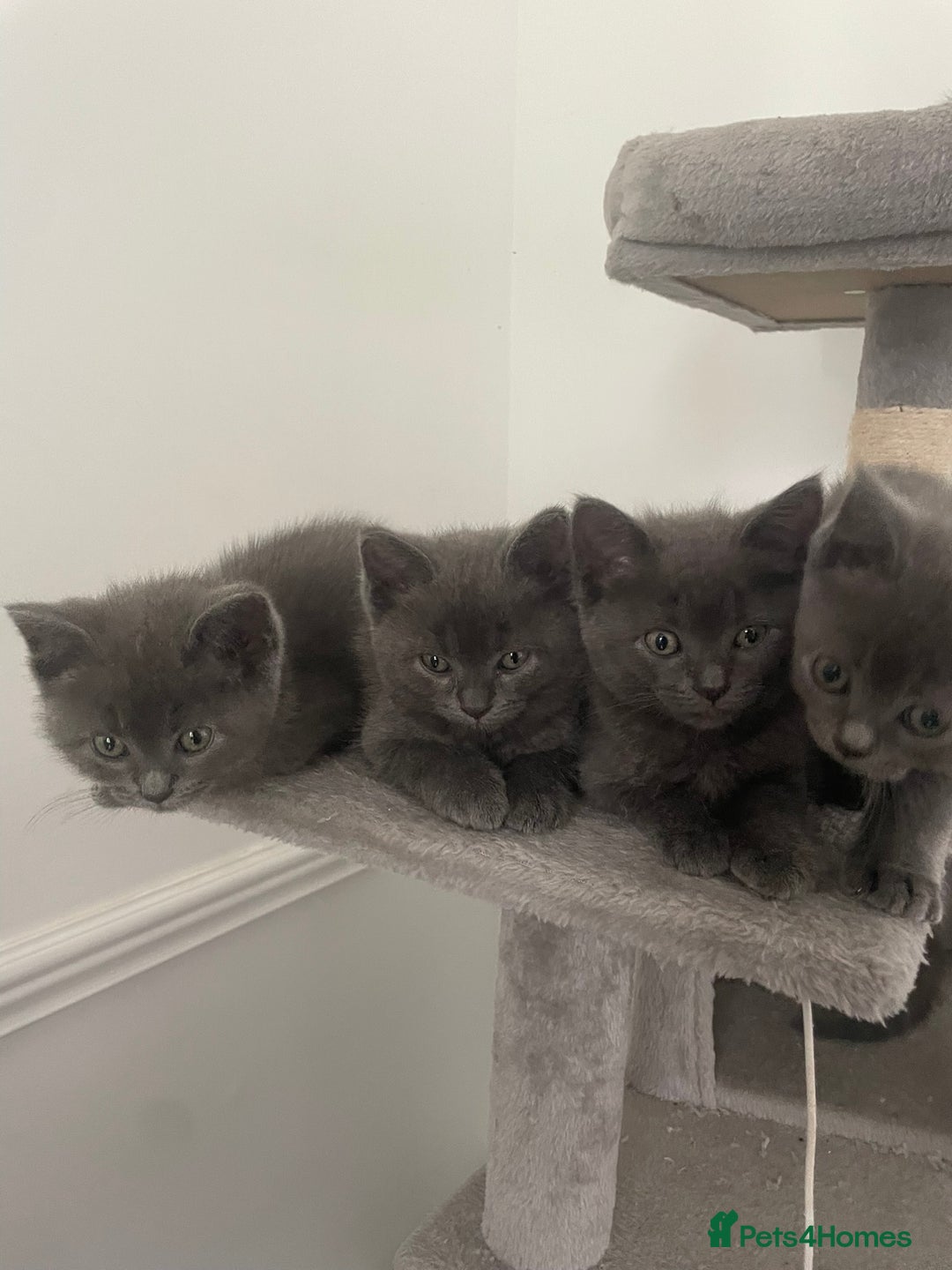 British Shorthair cats for sale: BTS x Ragdoll - Image 2
