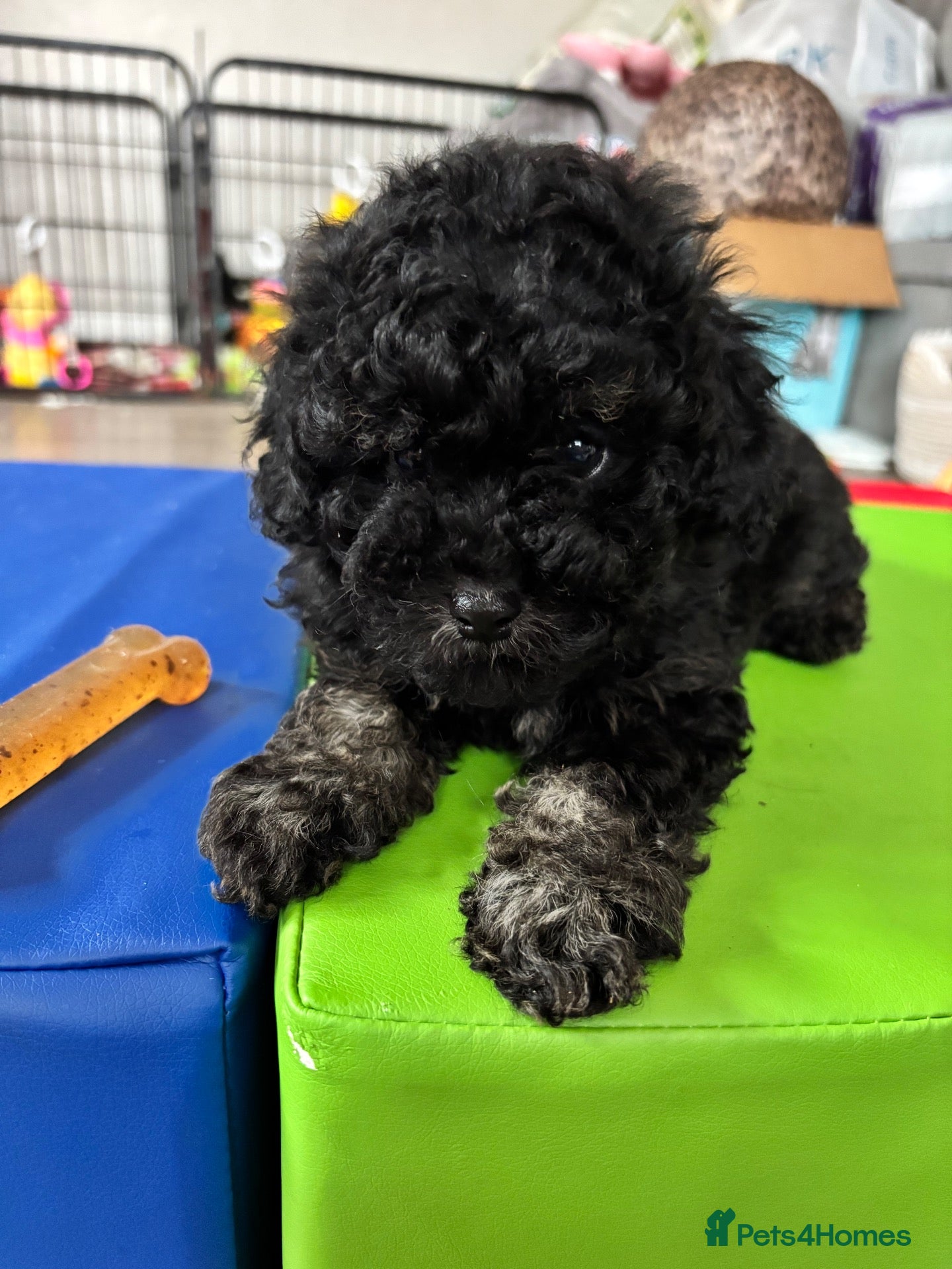 Cavapoo dogs 1 tiny boy cavapoo Ready now - Advert 17