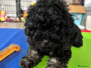 Cavapoo dogs 1 tiny boy cavapoo Ready now - Advert 17