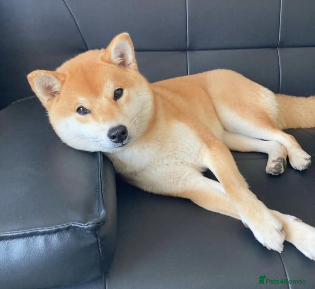 Japanese Shiba Inu dogs for sale: 🐾 Beautiful Japanese Shiba Inu Puppies  - Image 11