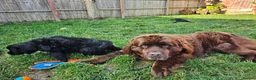Newfoundland dogs for sale: Beautiful Newfoundland puppies  - Advert 6