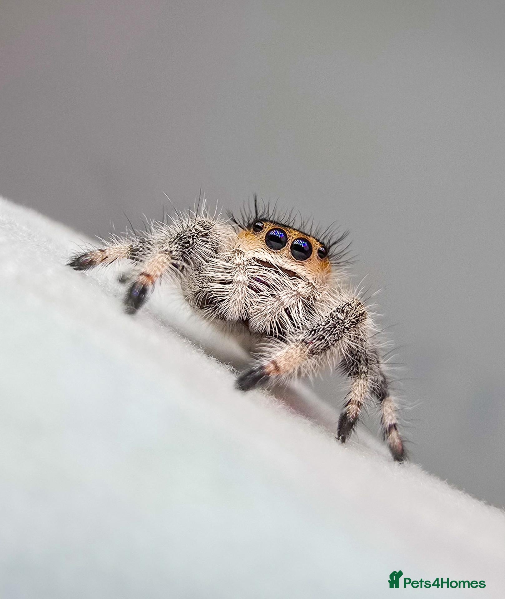 Spiders invertebrates Jumping spiders - Advert 1