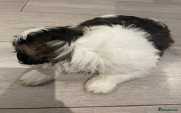 Shih Tzu dogs for sale: Adorable Imperial Shih Tzu Puppies - Advert 23