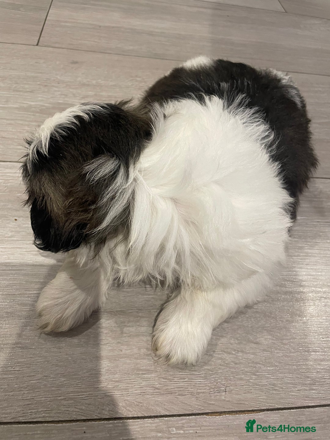 Shih Tzu dogs for sale: Adorable Imperial Shih Tzu Puppies - Advert 23