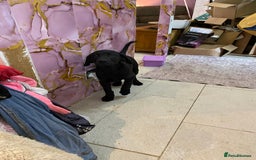 Labrador Retriever dogs for sale: Ready to leaveNOW Kc Labrador puppy ALL injections - Image 31