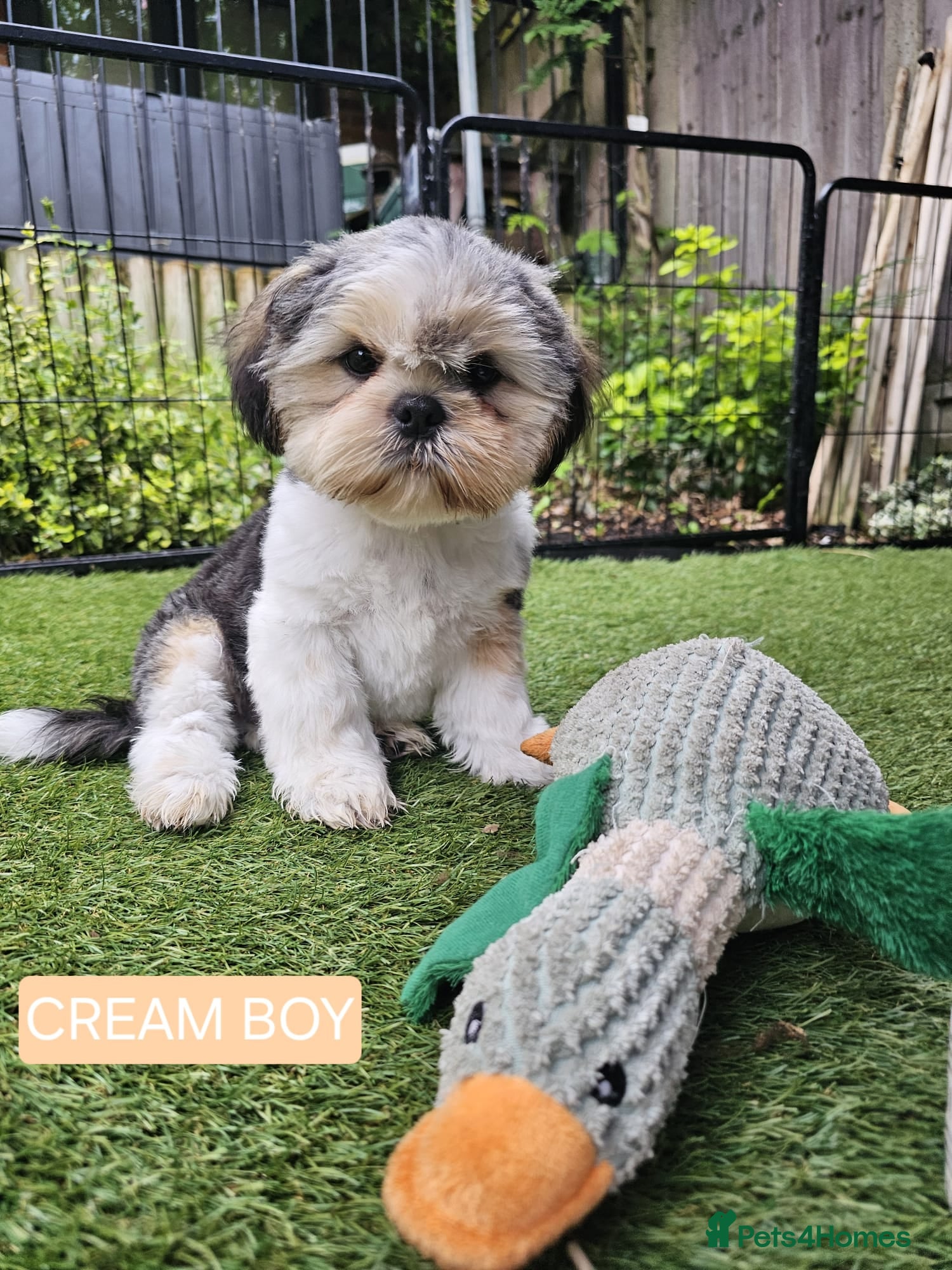 Shih Tzu dogs  💞 QUALITY STANDARD SHIH TZU COMING SOON💕 - Advert 13