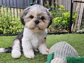 Shih Tzu dogs 💞 QUALITY STANDARD SHIH TZU COMING SOON💕 - Advert 13