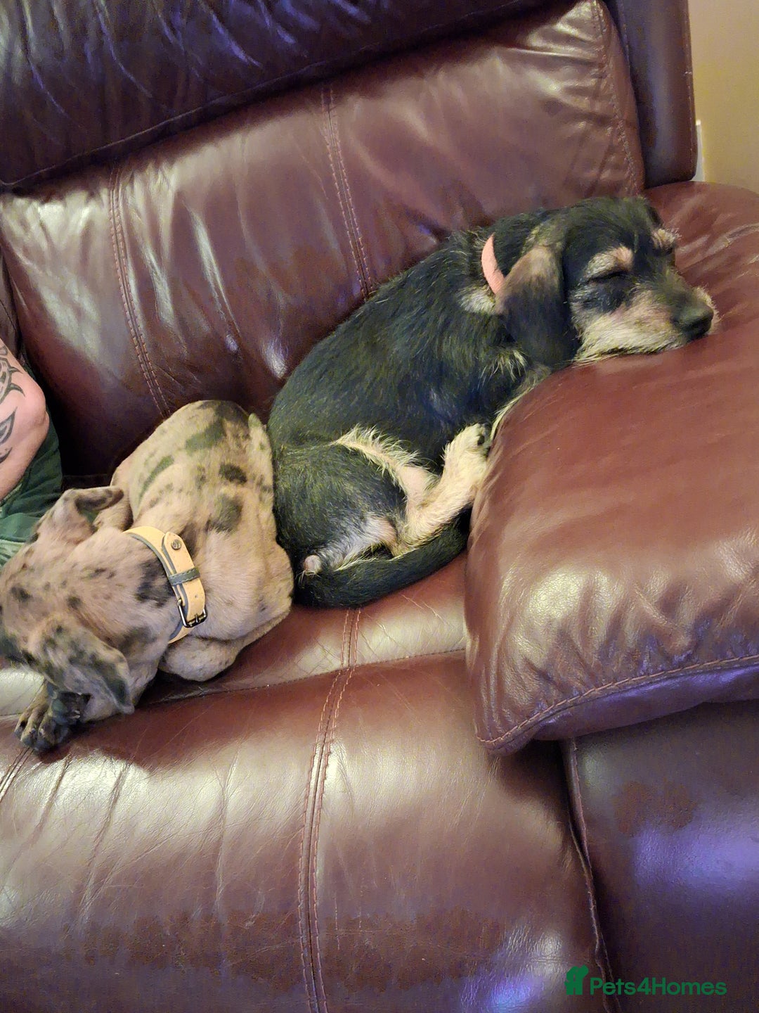 Mixed Breed dogs for sale: Stunning Mastiff x Girl Puppy - Advert 5