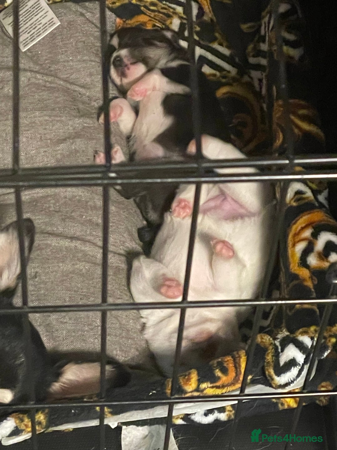 Chihuahua dogs for sale: Beautiful Longhaired Chihuahua Puppies  - Advert 6