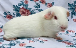 Guinea Pig rodents for sale: Pretty mix of baby boy Guineapigs  in Brighton - Image 2